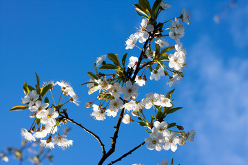 flowering trees in the garden. Apple, cherry, plum trees.
