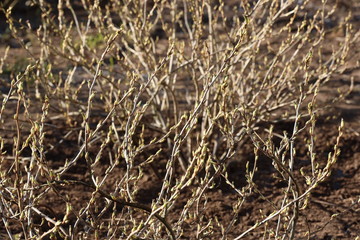 interwoven branches of a bush with swollen buds
