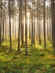 Pine forest at sunset. Golden evening light through the tree trunks. Idyllic landscape. Environmental conservation in Latvia © Alex Stemmer