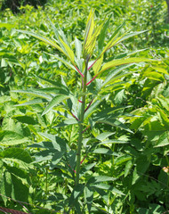 ハンゴンソウの葉(山菜)