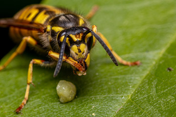 wasp on a leaf