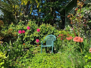 Garden Chair in Sping Sunshine Surronded by Flowering Plants