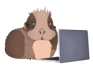 funny guinea pig with laptop