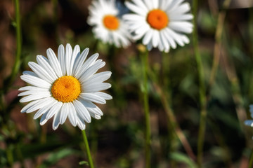 White camomile flowers in open field on a flower bed