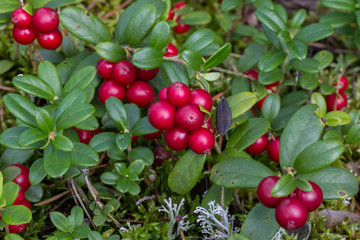 Ripe red Vaccinium vitis idaea (cowberry, huckleberry, foxberry, whortleberry or bilberry) in the forest - obrazy, fototapety, plakaty
