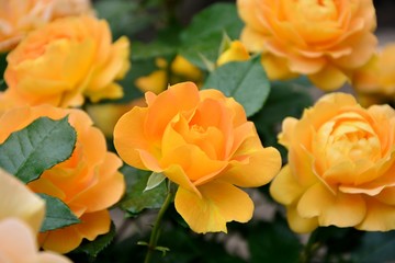 Obraz na płótnie Canvas Delightful orange roses in the garden close-up 