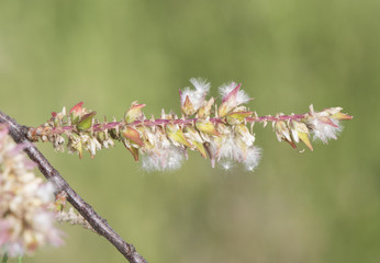Tamarix africana African tamarisk shrub or small tree with small green leaves with tiny white flowers on unfocused greenish background