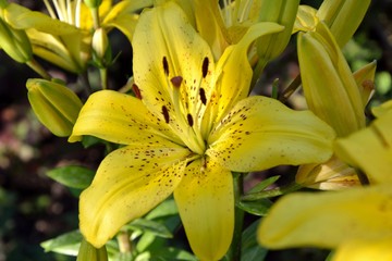 Fototapeta premium Bright gorgeous yellow lilies in the garden close up. 