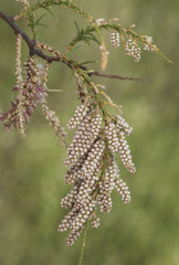 Tamarix africana African tamarisk shrub or small tree with small green leaves with tiny white flowers on unfocused greenish background