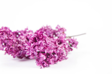 Lilac branch with flowers and leaves on a white background