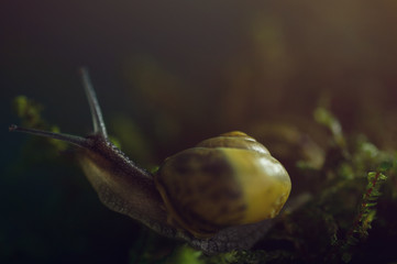 Burgundy snail in natural environment moss macro
