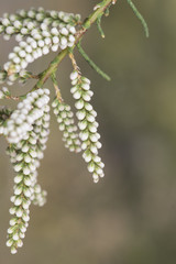 Tamarix africana African tamarisk shrub or small tree with small green leaves with tiny white flowers on unfocused greenish background