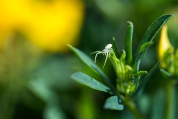 Yellow white crab spider crawls carefully on flowers hunting flies