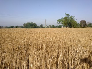 field of wheat