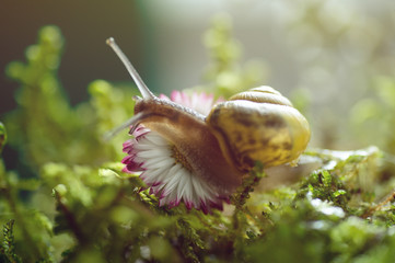 Burgundy snail in natural environment daisy flower