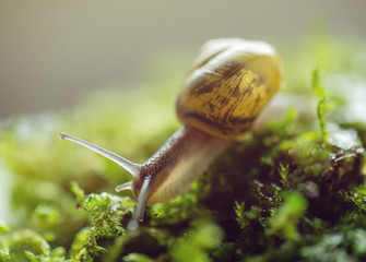Burgundy snail in natural environment moss macro