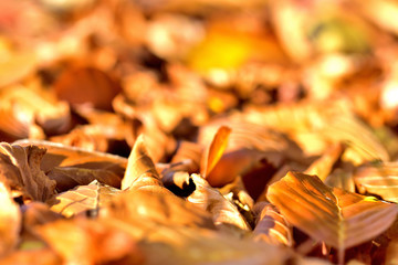 Background of golden autumn fallen leaves on ground.
