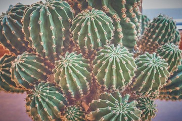 close up of a cactus