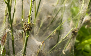 Live Spindle Ermine moth larvae (Yponomeuta cagnagella) in a cluster on their native food source (Euonymus europaeus) having defoliated the bush. Bokeh background includes natural webbing. England.