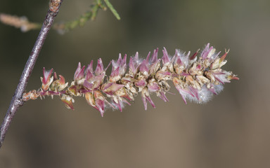 Tamarix africana African tamarisk shrub or small tree with small green leaves with tiny white flowers on unfocused greenish background