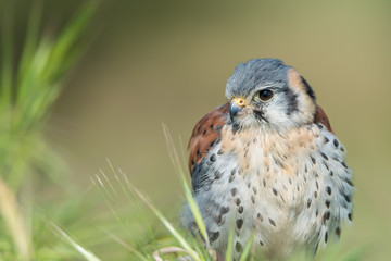 Cernícalo Americano (Falco sparverius)
