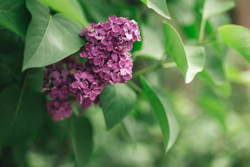 Beautiful branches of blossoming lilac in a spring garden.