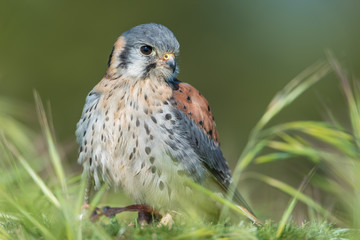 Cernícalo Americano (Falco sparverius)