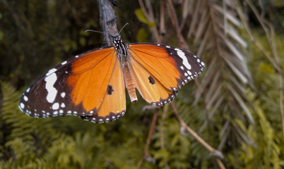 Beautiful butterfly on the branch, 