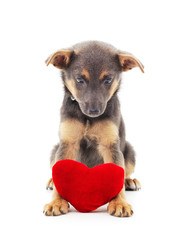 One little dog with a red heart.