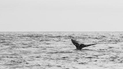 Fototapeta premium Black and White Gray Whale Tail 