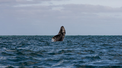 Fototapeta premium Gray whale breaching in ocean