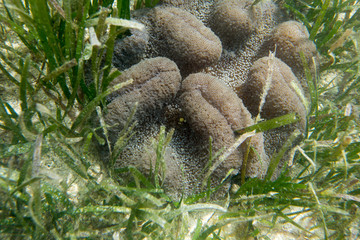 A sand anemone with an hidden red shrimp