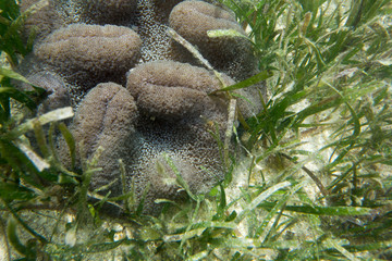 A sand anemone with an hidden red shrimp