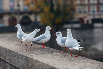Gulls are sitting on the railing of the bridge