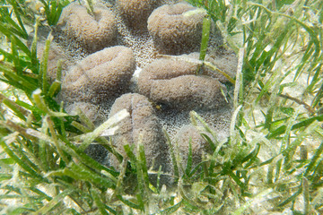 A sand anemone with an hidden red shrimp