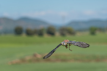 Cernícalo Americano (Falco sparverius)