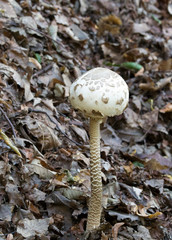 In the wood of Italy many types of mushrooms