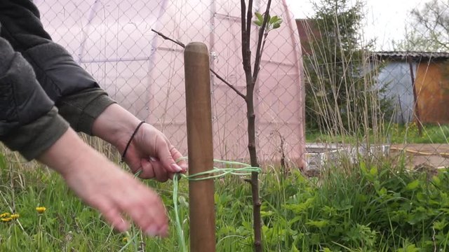 garter trees. planting an Apple tree, tie a rope to a stick from the wind