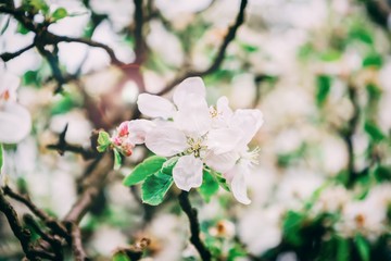 Beautiful apple blossom with sun glare, springtime. Toned