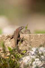lizard on a rock