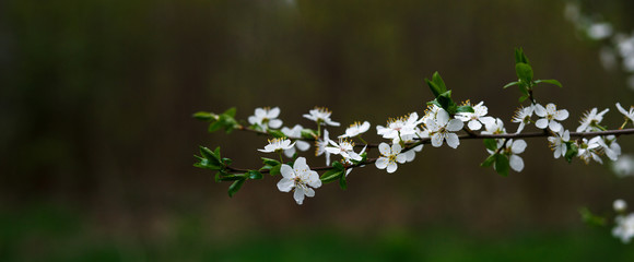 Cherry blossom-small white flowers on a branch on a green background. Place for text, spring background