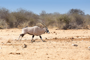 Photo of a oryx
