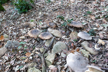 In the wood of Italy many types of mushrooms
