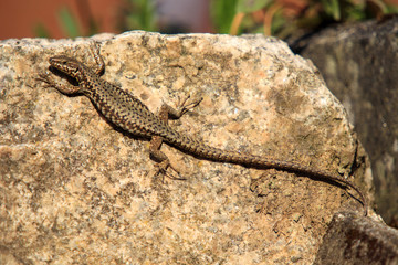 lizard on the rock