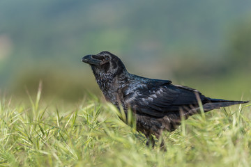 Cuervo común (Corvus corax)