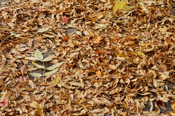 background of dry leaves