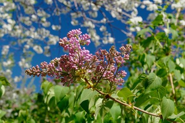 lilac flowers in the garden
