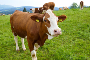 Naklejka na ściany i meble Big and beautiful bull and cows with calves on the farm.
