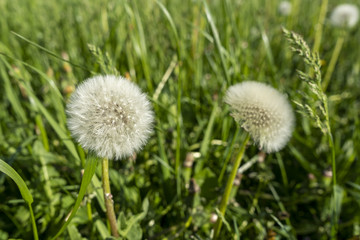 Fluffy white seedling of a common dandelion