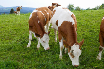 Big and beautiful bull and cows with calves on the farm.